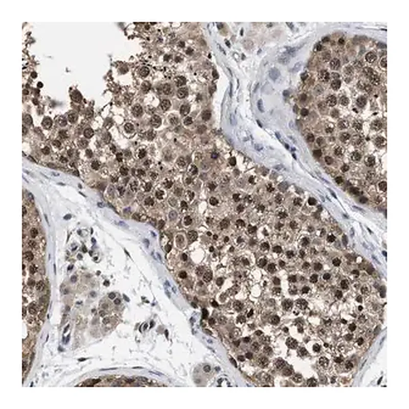 Merck Anti-MCOLN2 antibody produced in rabbit
