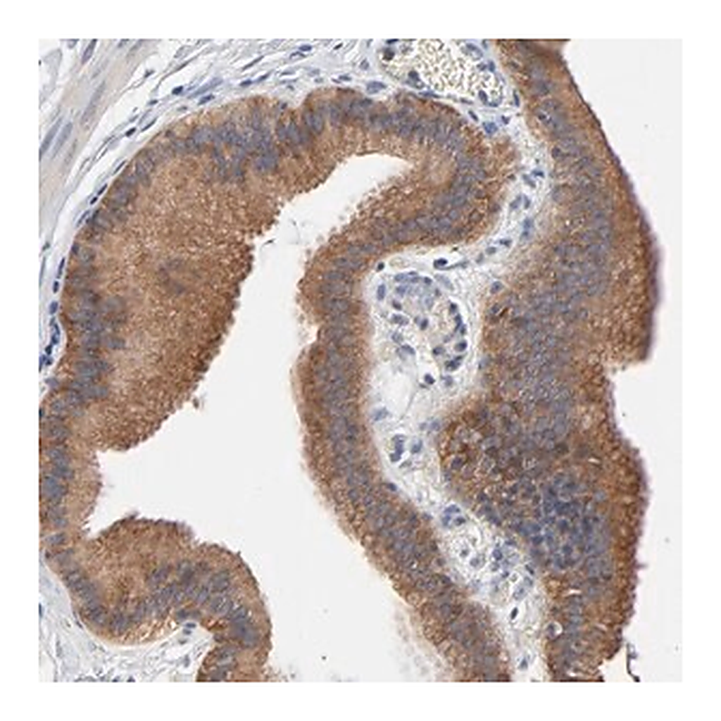 Merck Anti-VAV2 antibody produced in rabbit