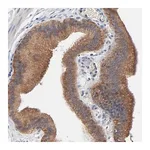 Merck Anti-VAV2 antibody produced in rabbit
