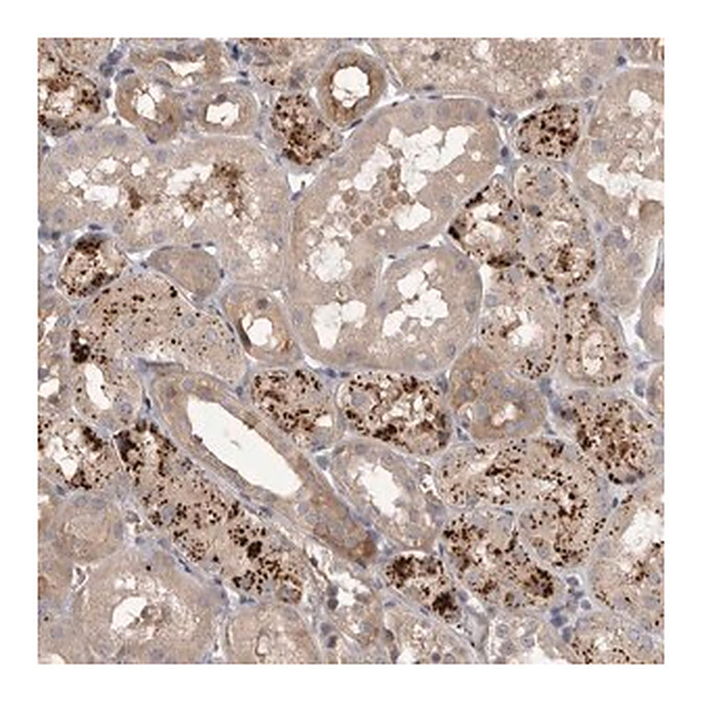 Merck Anti-WDR47 antibody produced in rabbit