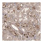 Merck Anti-WDR47 antibody produced in rabbit