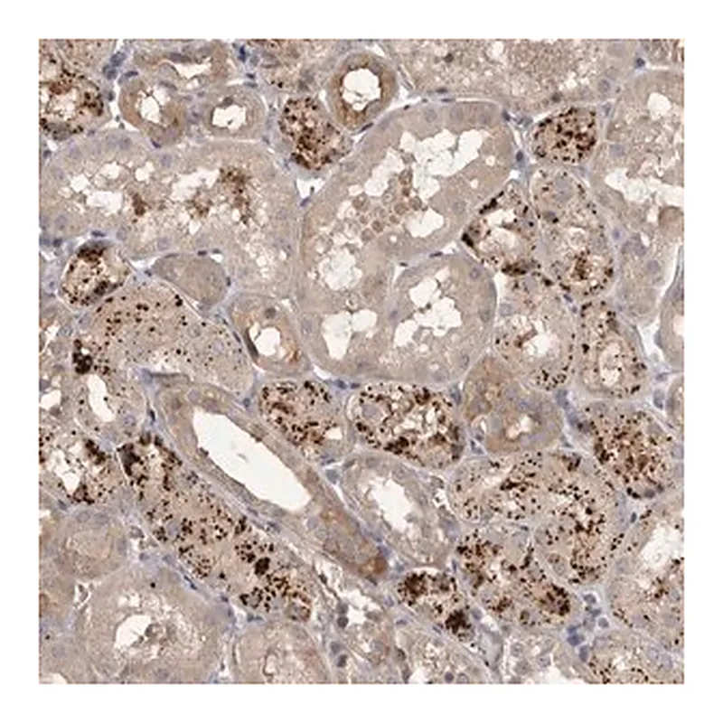 Merck Anti-WDR47 antibody produced in rabbit
