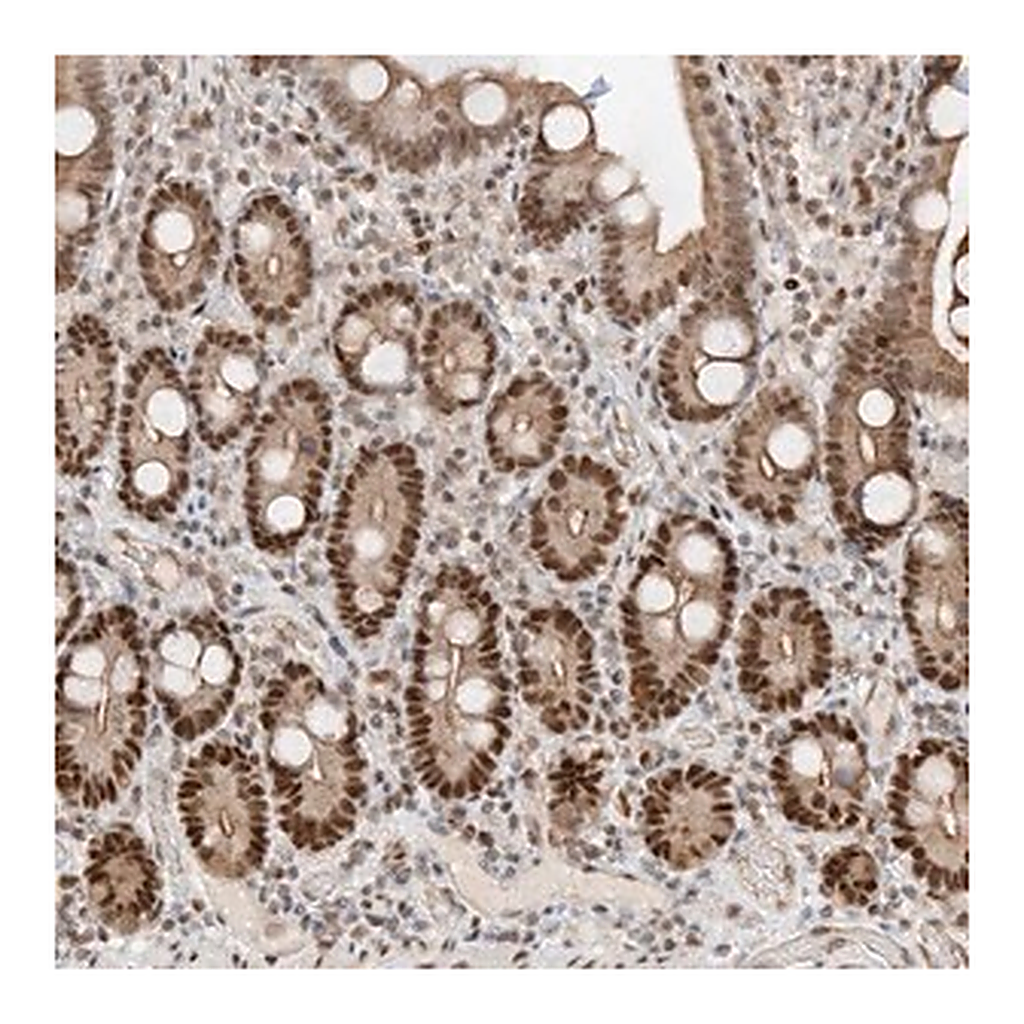 Merck Anti-POGK antibody produced in rabbit