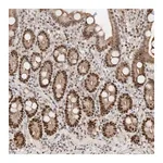 Merck Anti-POGK antibody produced in rabbit