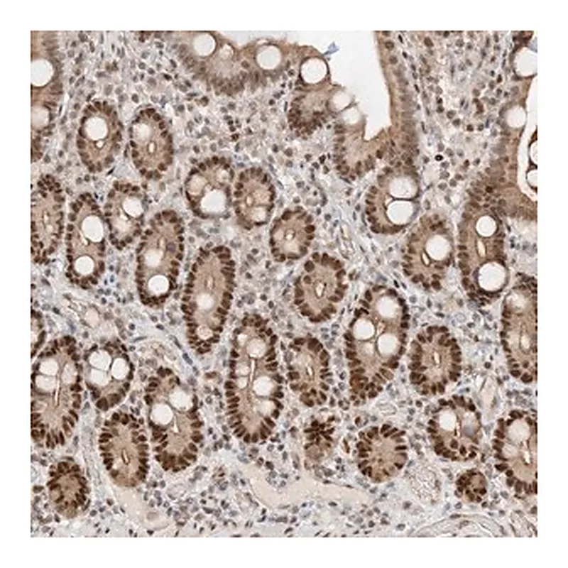 Merck Anti-POGK antibody produced in rabbit