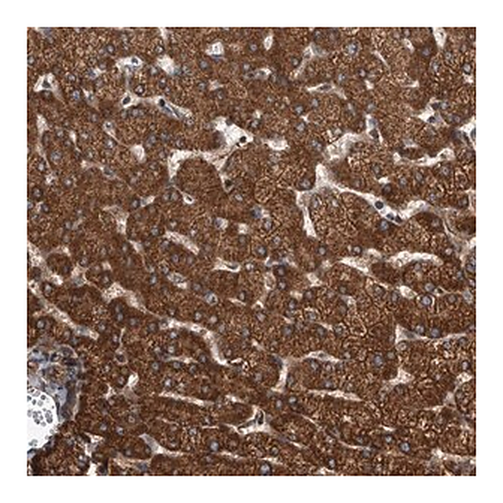 Merck Anti-USP47 antibody produced in rabbit