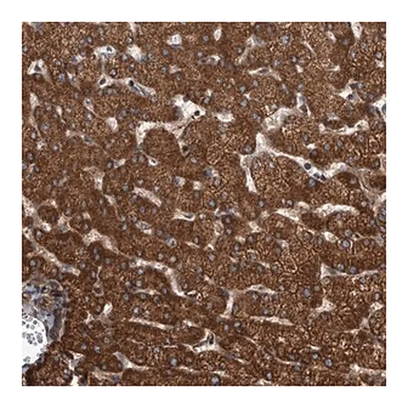 Merck Anti-USP47 antibody produced in rabbit