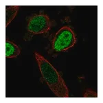 Merck Anti-ONECUT3 antibody produced in rabbit