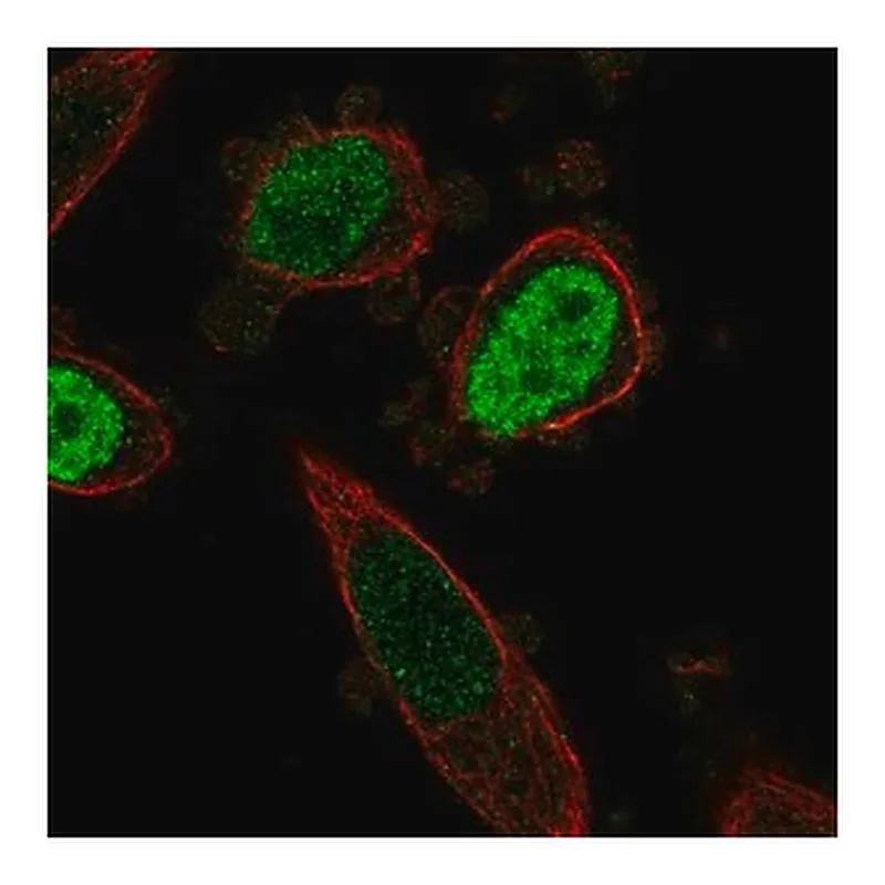 Merck Anti-ONECUT3 antibody produced in rabbit