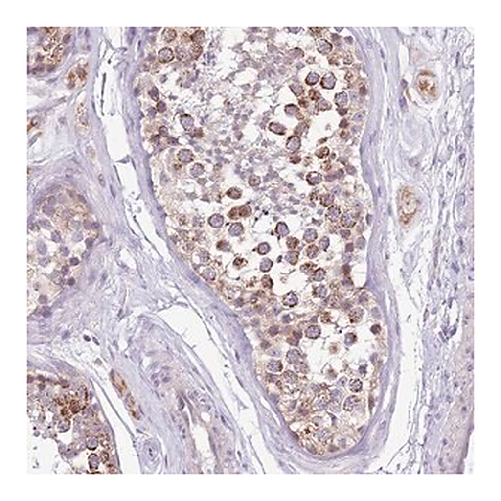 Merck Anti-COX17 antibody produced in rabbit