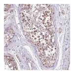 Merck Anti-COX17 antibody produced in rabbit