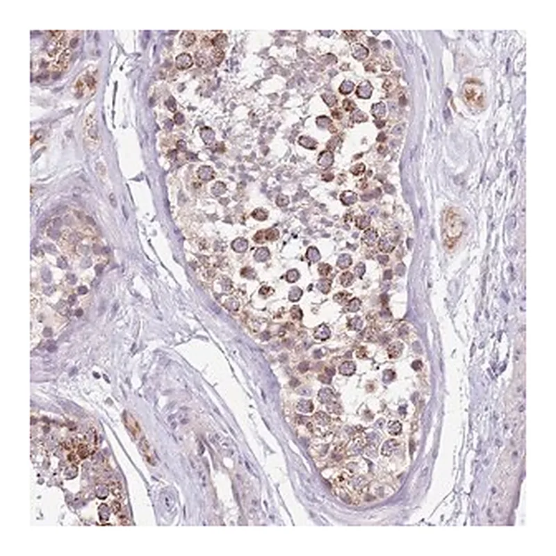 Merck Anti-COX17 antibody produced in rabbit