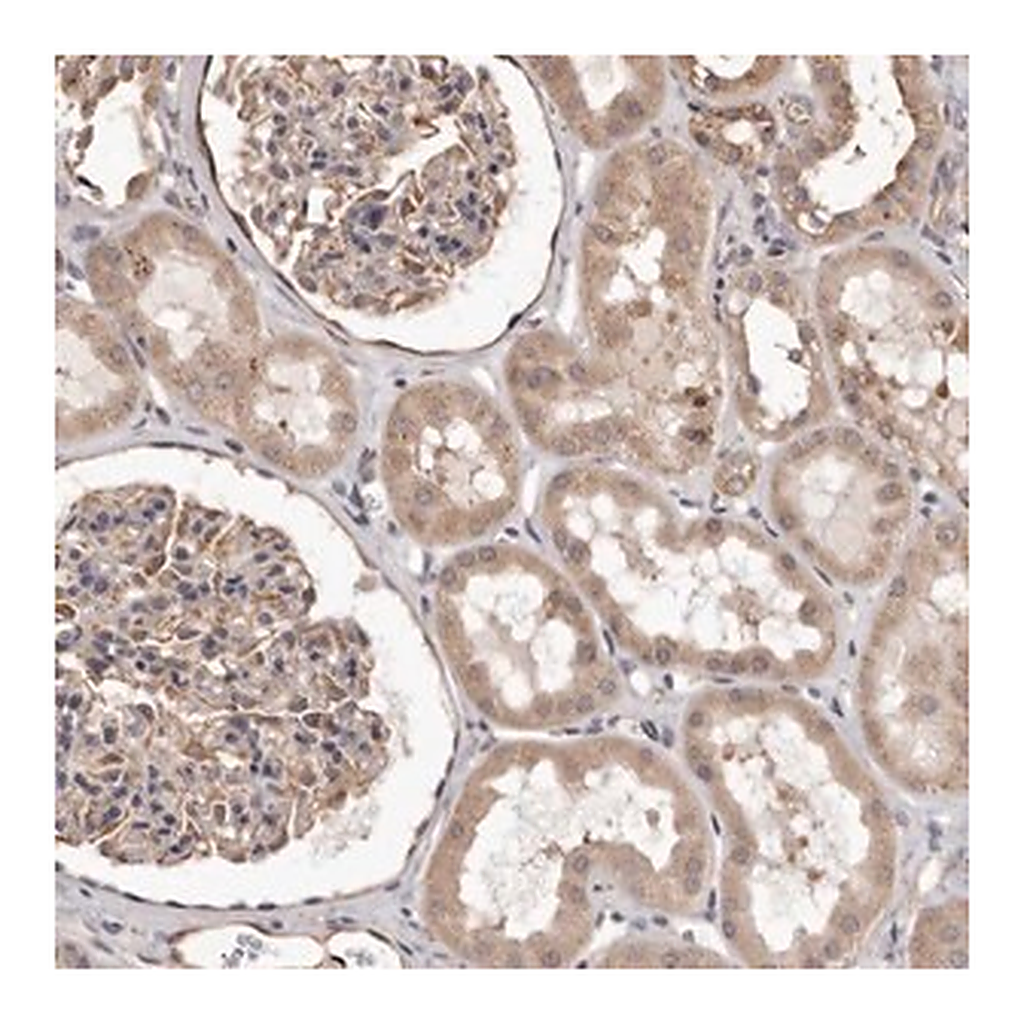 Merck Anti-ALPK1 antibody produced in rabbit