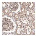 Merck Anti-ALPK1 antibody produced in rabbit