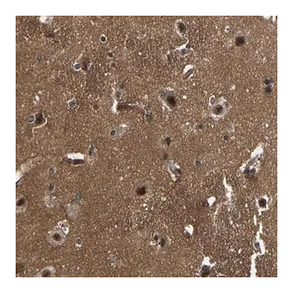 Merck Anti-SRRM3 antibody produced in rabbit