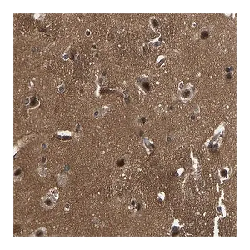Merck Anti-SRRM3 antibody produced in rabbit