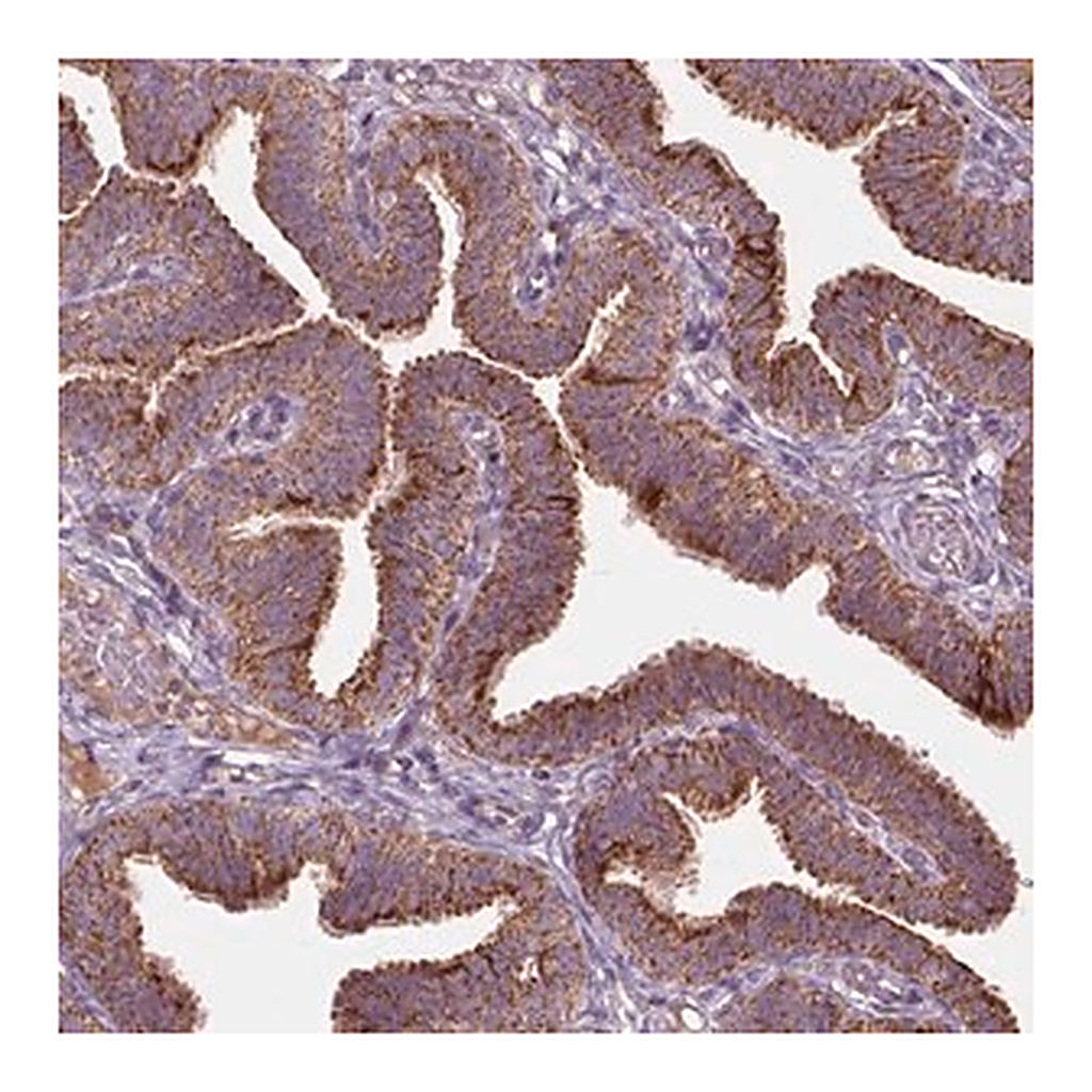 Merck Anti-NLRX1 antibody produced in rabbit