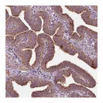 Merck Anti-NLRX1 antibody produced in rabbit
