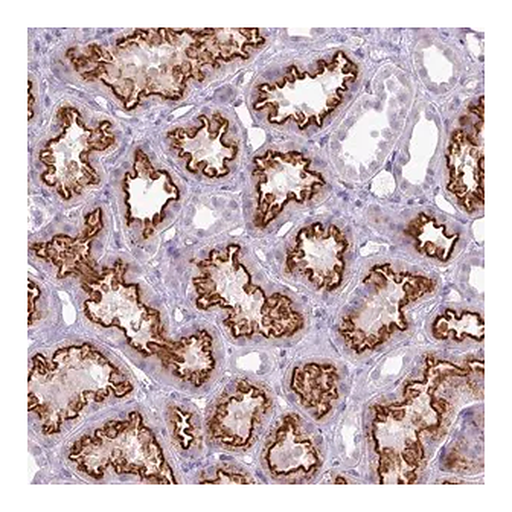 Merck Anti-ATRAID antibody produced in rabbit