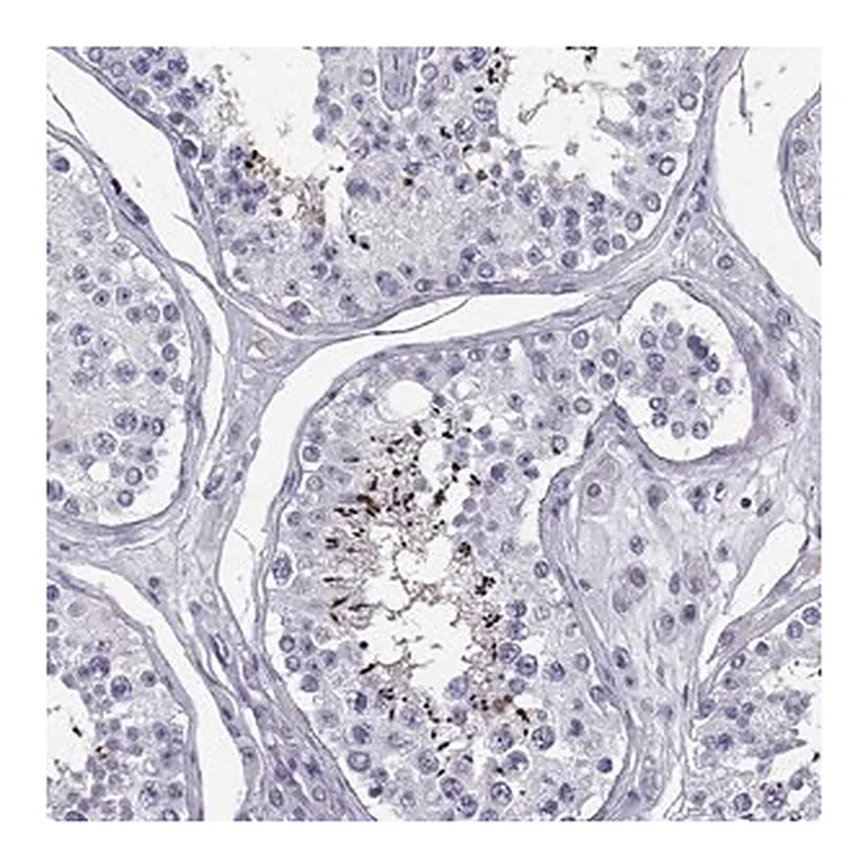 Merck Anti-PGK2 antibody produced in rabbit