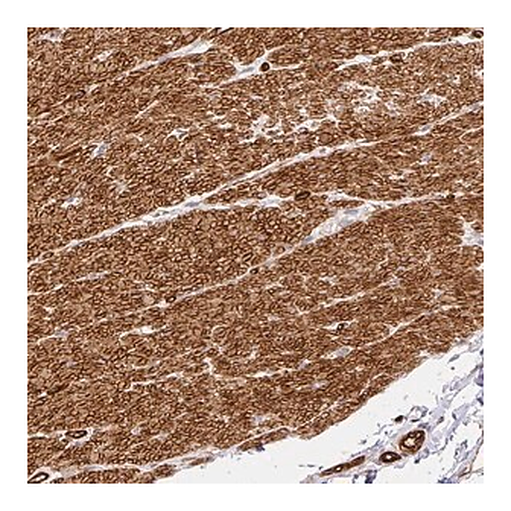 Merck Anti-SLC25A17 antibody produced in rabbit