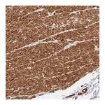 Merck Anti-SLC25A17 antibody produced in rabbit