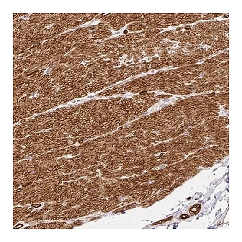 Merck Anti-SLC25A17 antibody produced in rabbit