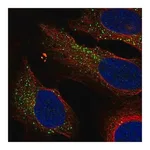 Merck Anti-KLRG1 antibody produced in rabbit