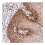 Merck Anti-OTUD4 antibody produced in rabbit
