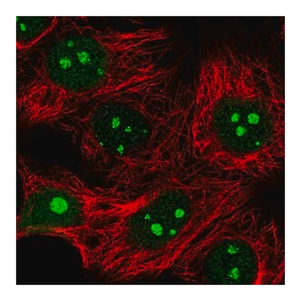 Merck Anti-IMP4 antibody produced in rabbit