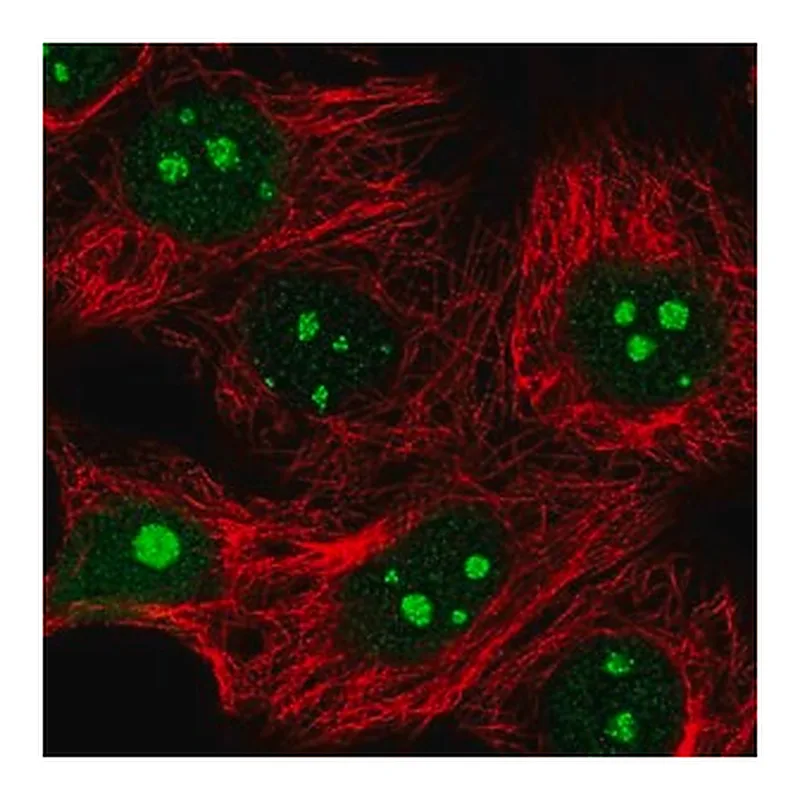 Merck Anti-IMP4 antibody produced in rabbit