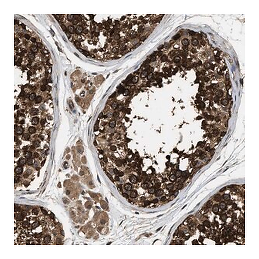 Merck Anti-DNAJC2 antibody produced in rabbit
