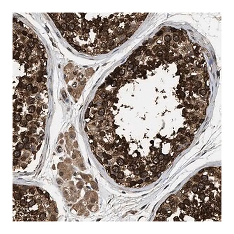 Merck Anti-DNAJC2 antibody produced in rabbit