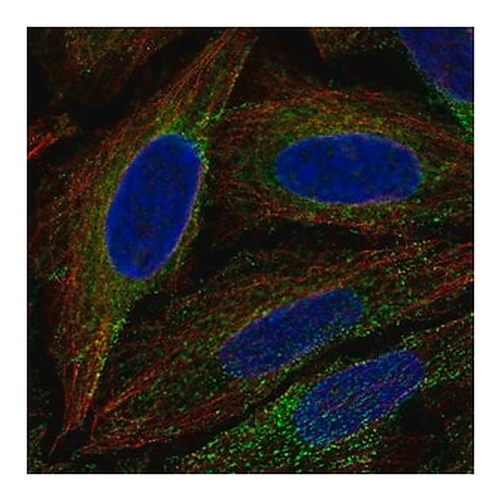 Merck Anti-ESYT1 antibody produced in rabbit