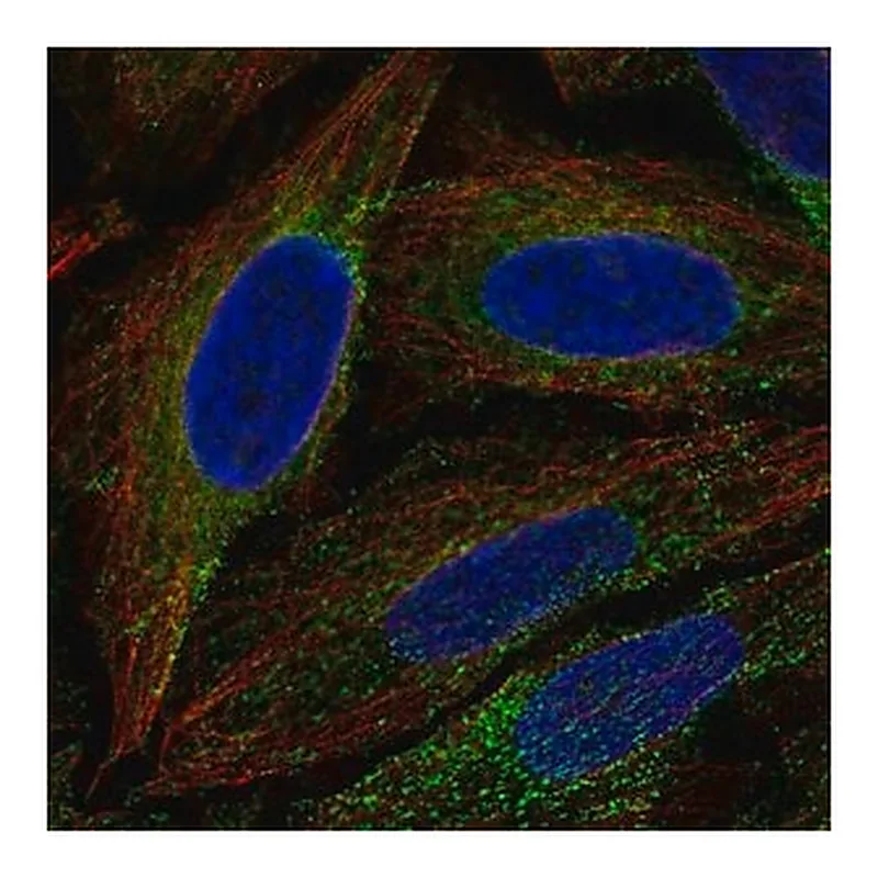 Merck Anti-ESYT1 antibody produced in rabbit