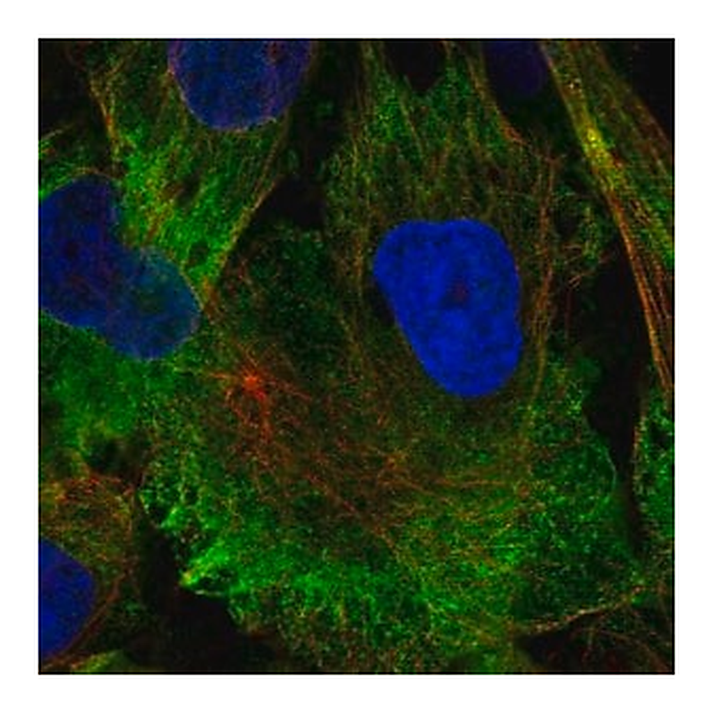 Merck Anti-MAP1A antibody produced in rabbit