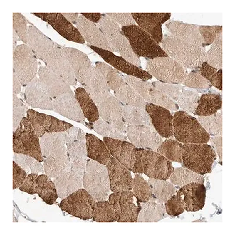 Merck Anti-SYDE2 antibody produced in rabbit