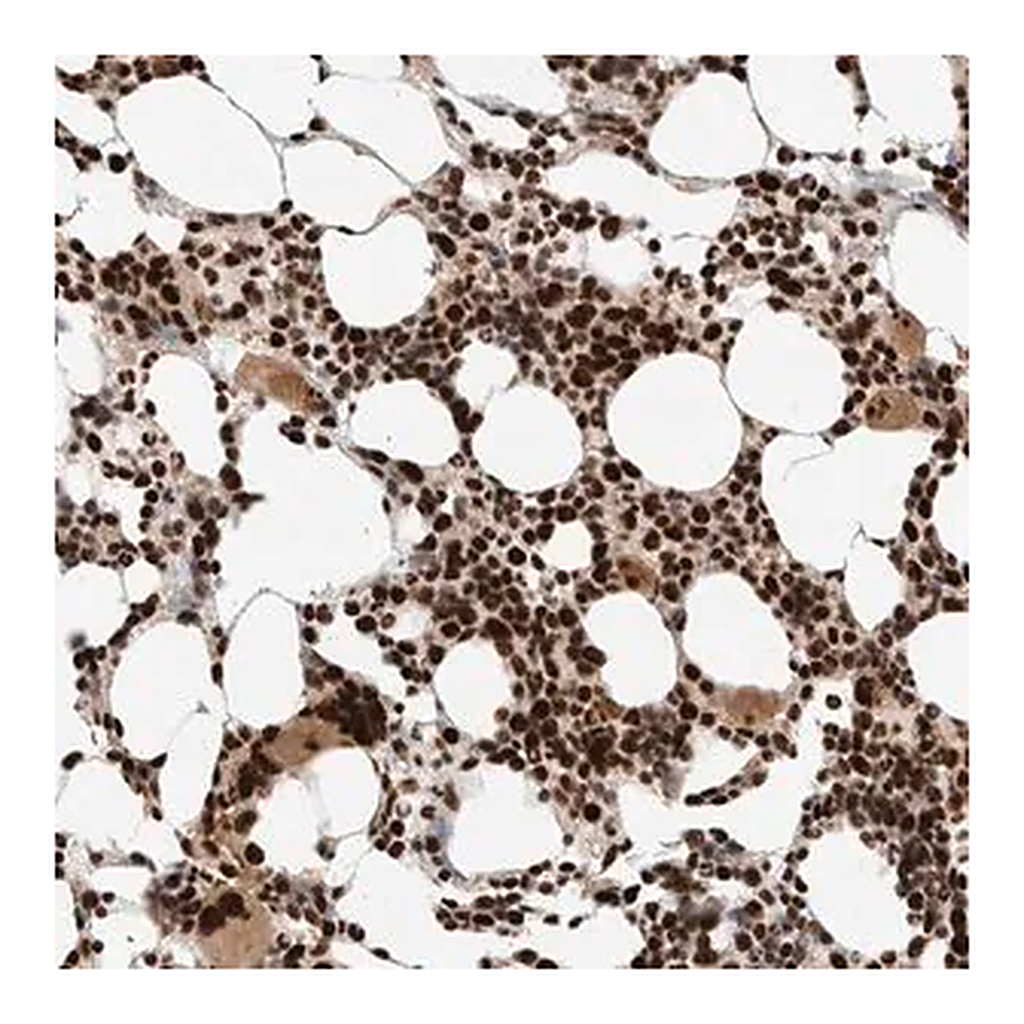 Merck Anti-ID3 antibody produced in rabbit