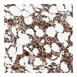 Merck Anti-ID3 antibody produced in rabbit