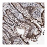 Merck Anti-HEATR9 antibody produced in rabbit