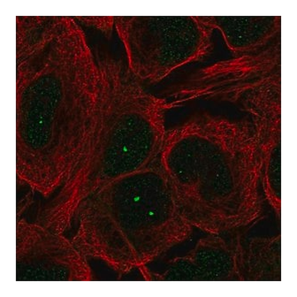 Merck Anti-MCIDAS antibody produced in rabbit