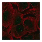 Merck Anti-MCIDAS antibody produced in rabbit