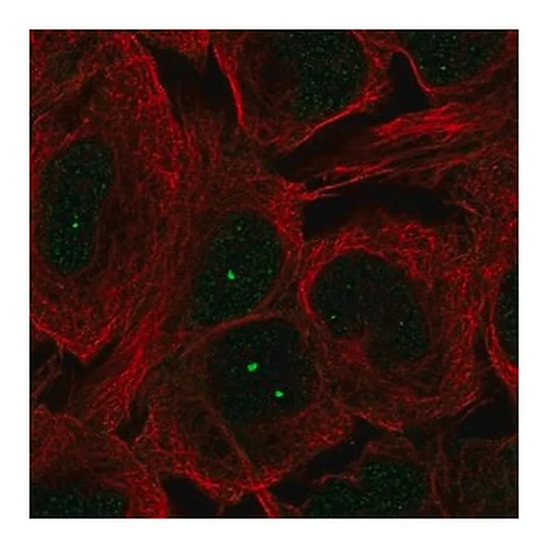 Merck Anti-MCIDAS antibody produced in rabbit
