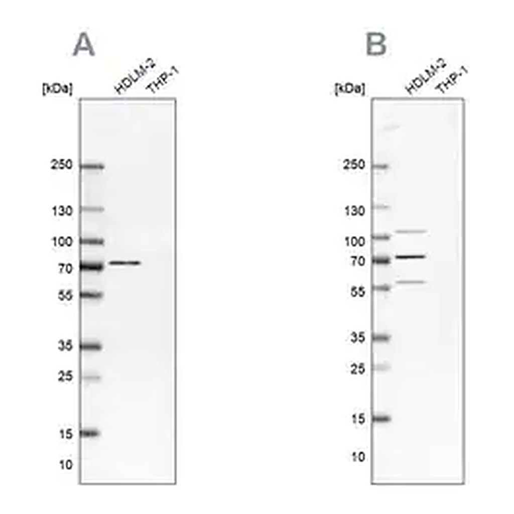 Merck Anti-EIF2AK2 antibody produced in rabbit