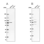 Merck Anti-EIF2AK2 antibody produced in rabbit