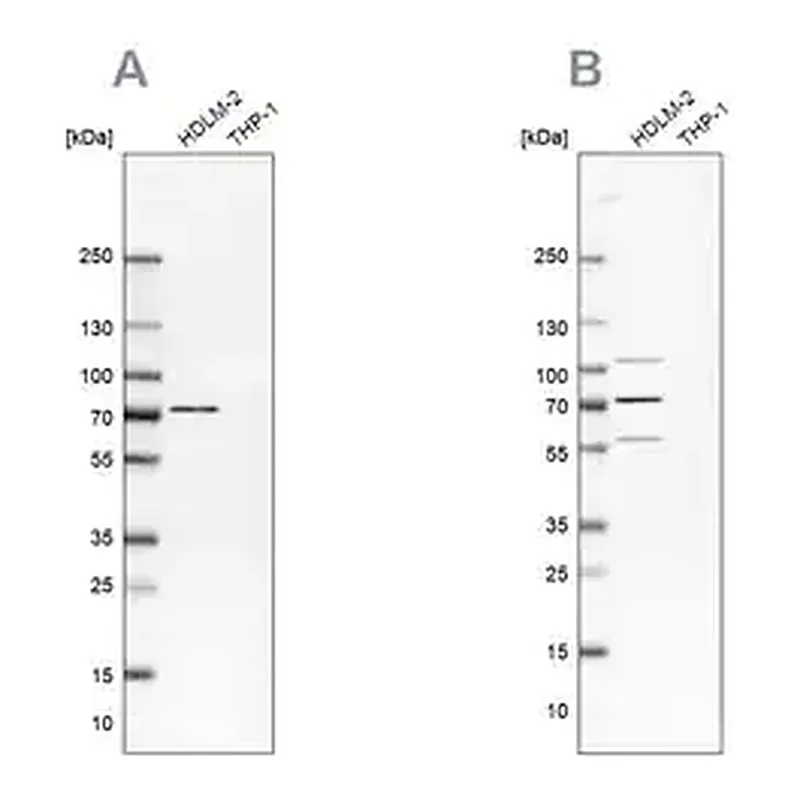 Merck Anti-EIF2AK2 antibody produced in rabbit
