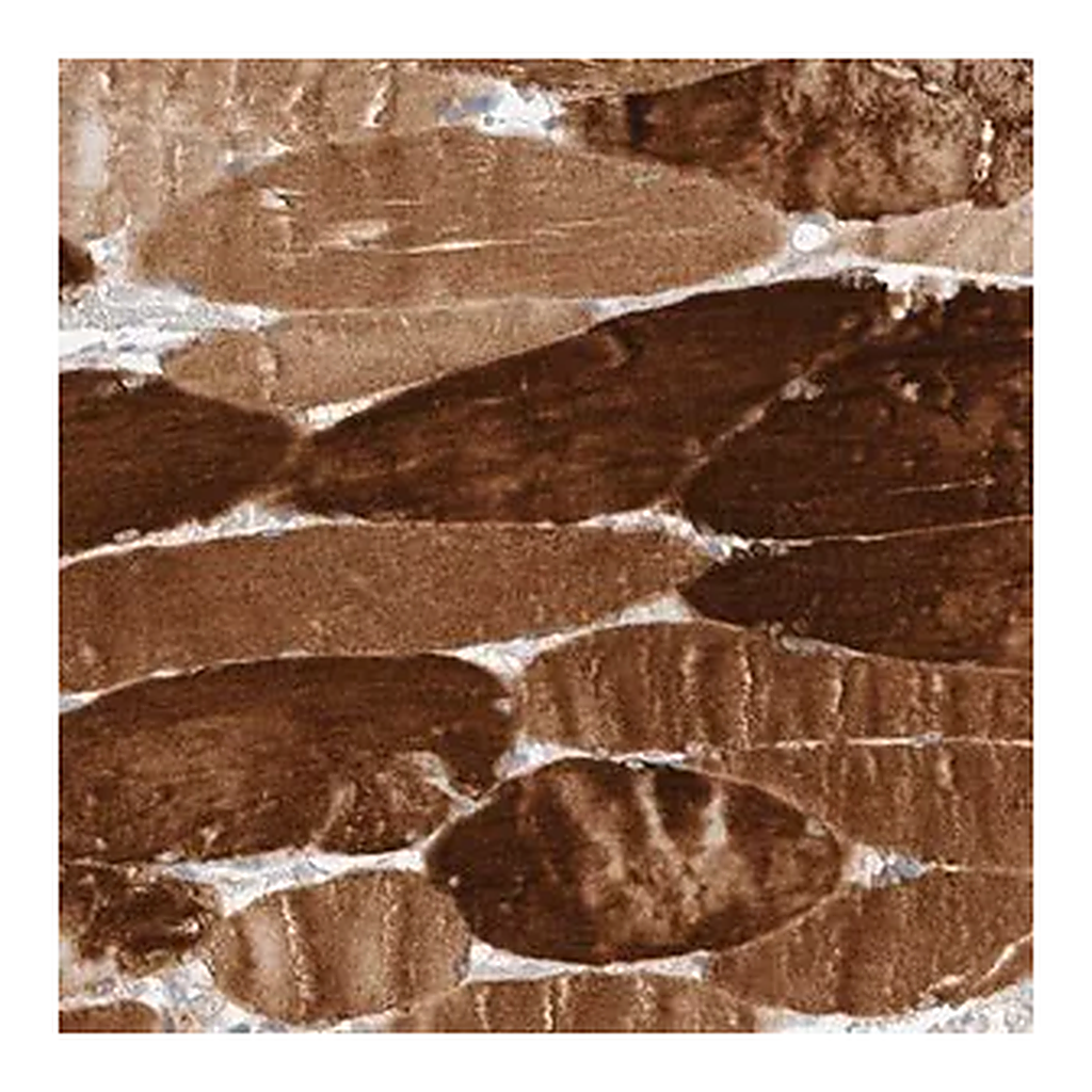 Merck Anti-KLHL40 antibody produced in rabbit