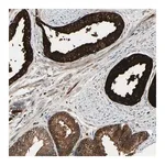 Merck Anti-ACVR1C antibody produced in rabbit
