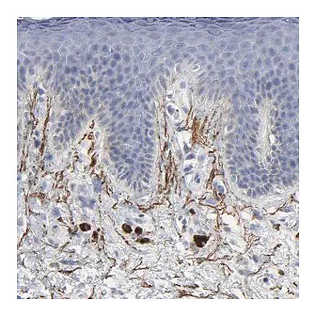 Merck Anti-FBLN5 antibody produced in rabbit