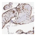 Merck Anti-CCDC117 antibody produced in rabbit